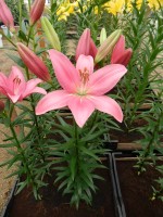 [4026 Indian Summerset No01.JPG]